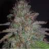 купить семена конопли Karibbean Mango feminised Kannabia Seeds