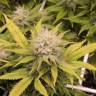 мощные семена конопли Aurora Indica regular Nirvana Seeds мощные семена конопли Aurora Indica regular Nirvana Seeds