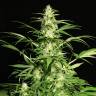 заказ семян конопли Москва White Russian regular Serious Seeds заказ семян конопли Москва White Russian regular Serious Seeds