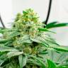 Семена конопли в России Kerosene Krash feminised Ganja Seeds