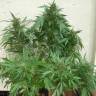 заказать на сайте семена конопли Grapefruit Alpha Dog feminised