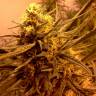 где можно заказать семена конопли Grapefruit Alpha Dog feminised