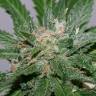 заказ семян конопли Спб Grapefruit Alpha Dog feminised