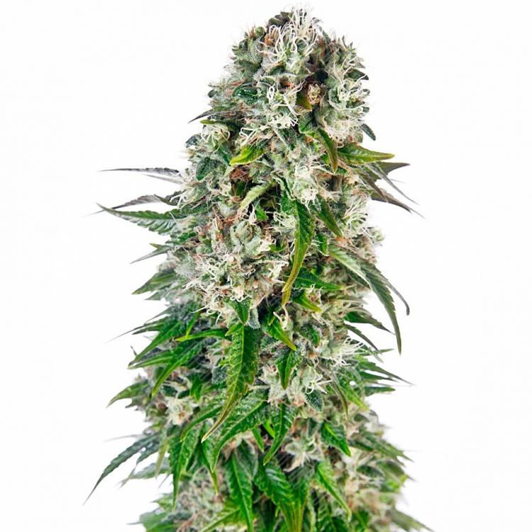 семена конопли с доставкой Baikonur feminised Bang Seeds семена конопли с доставкой Baikonur feminised Bang Seeds