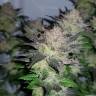 семена конопли медицинской Auto Critical + regular