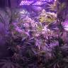 семена конопли дешево Acapulco Gold feminised Barneys Farm