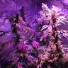 семена конопли в фирменной упаковке Acapulco Gold feminised Barneys Farm