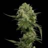 семена конопли наложенным платежом Chocolope feminised DNA Genetics