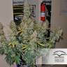 семена конопли элитных сортов Blueberry regular Dutch Passion Seeds семена конопли элитных сортов Blueberry regular Dutch Passion Seeds