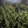 семена конопли аутдор White Widow x Big Bud feminised Female Seeds семена конопли аутдор White Widow x Big Bud feminised Female Seeds