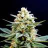 семена конопли Kritikal-K feminised Kannabia Seeds