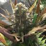 где заказать семена конопли Kritikal-K feminised Kannabia Seeds