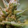 семена конопли наложенным платежом Kritikal-K feminised Kannabia Seeds
