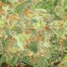 семена конопли почтой Kritikal-K feminised Kannabia Seeds
