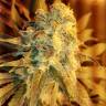 заказ семян конопли Москва Kritikal-K feminised Kannabia Seeds