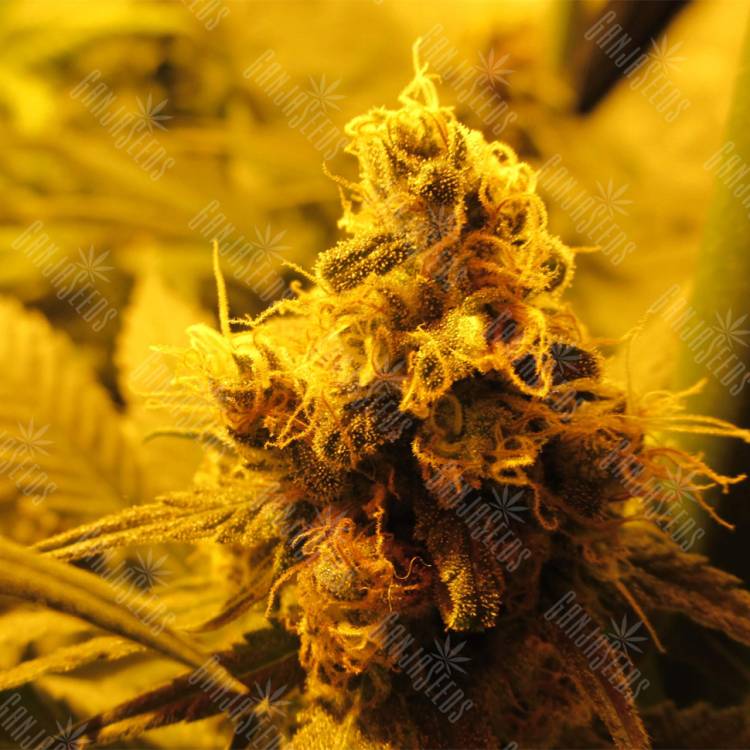 семена конопли Россия Kritikal-K feminised Kannabia Seeds