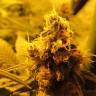 семена конопли Россия Kritikal-K feminised Kannabia Seeds