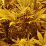 заказ семян конопли Спб Kritikal-K feminised Kannabia Seeds