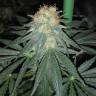 заказать качественные семена конопли Kritikal-K feminised Kannabia Seeds