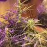 качественные семена конопли Blue Mystic regular Nirvana Seeds качественные семена конопли Blue Mystic regular Nirvana Seeds