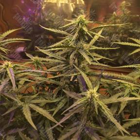 Blue Mystic regular Nirvana Seeds