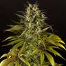 семена конопли медицинской Spicy CBD (Super Juani) feminised Philosopher Seeds
