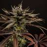семена конопли элитных сортов Spicy CBD (Super Juani) feminised Philosopher Seeds