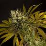 семена конопли в интернете Spicy CBD (Super Juani) feminised Philosopher Seeds
