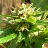 семена конопли курьером Grapefruit Diesel feminised