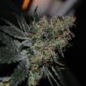 семена конопли медицинской Grapefruit Diesel feminised