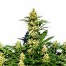 семена конопли для выращивания Grapefruit Diesel feminised