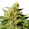 семена конопли марихуаны Grapefruit Diesel feminised