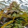 семена конопли элитных сортов Grapefruit Diesel feminised