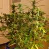 семена конопли аутдор Grapefruit Diesel feminised