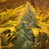 семена конопли для посадки купить Grapefruit Diesel feminised