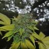 семена конопли скороспелый купить Grapefruit Diesel feminised