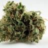 семена конопли гидропоники Grapefruit Diesel feminised