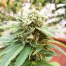 семена конопли дешево Grapefruit Diesel feminised