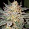 семена индийской конопли Grapefruit Diesel feminised