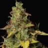 качественные семена конопли Auto Girl Scout Cookies feminised