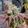 доставка семян конопли по москве Auto Girl Scout Cookies feminised