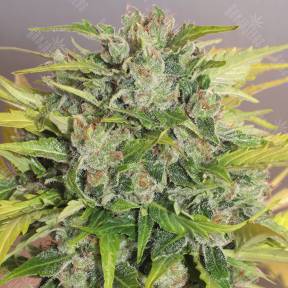 Balkhash feminised Bang Seeds