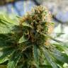 семена конопли аутдор Somango regular Ganja Seeds семена конопли аутдор Somango regular Ganja Seeds