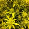 качественные семена конопли Amnesia Lemon feminised Barneys Farm
