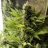 семена конопли сорта сатива Durban Poison regular Dutch Passion Seeds