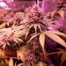 купить семена конопли Bubblelicious regular Nirvana Seeds