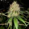 заказ семян конопли Москва Bubblelicious regular Nirvana Seeds