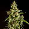 семена конопли дешево Jamaican Blueberry BX regular Philosopher Seeds