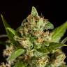 семена конопли гидропоники Jamaican Blueberry BX regular Philosopher Seeds