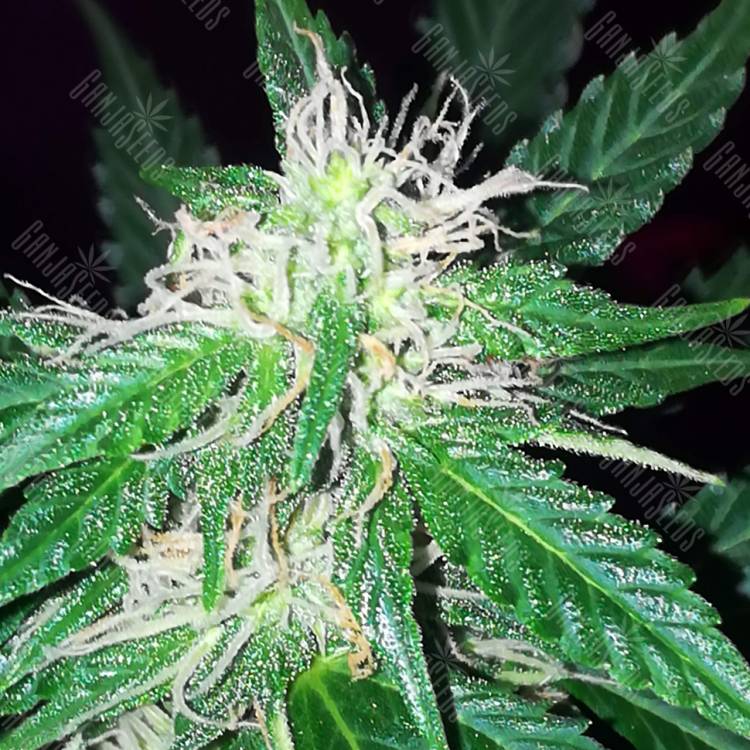 семена конопли дешево Auto Vip feminised VIP Seeds